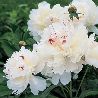 Festiva Maxima Bareroot Peony, 2-3 Eye, Great for Fall Planting!