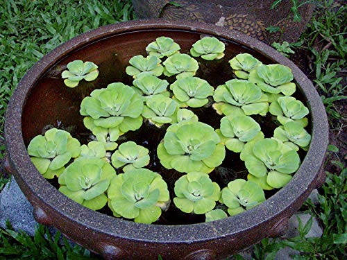 Aquatic Discounts 3 Large Water Lettuce - Live Floating Plant for Your Aquarium or Pond - Thumbnail 3