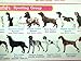 My Dog Breeds Poster More Than 100 World Dogs Specie for Education Demonstration