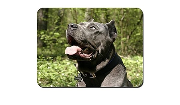 Amazoncom Cane Corso Dog Muzzle Mouth Open Curiosity