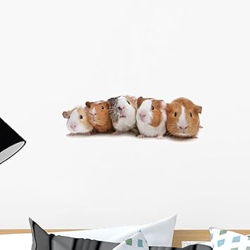 royal canin french bulldog puppy ingredients