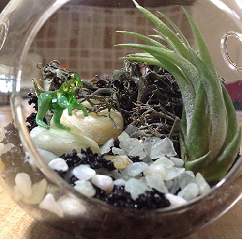 Raptor in the Jungle Airplant Kit for Kids