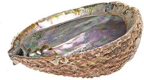 Sacred Essence Abalone Mama Cocha Smudge Shell 5" - 6" (XL Extra Deep) Natural - White