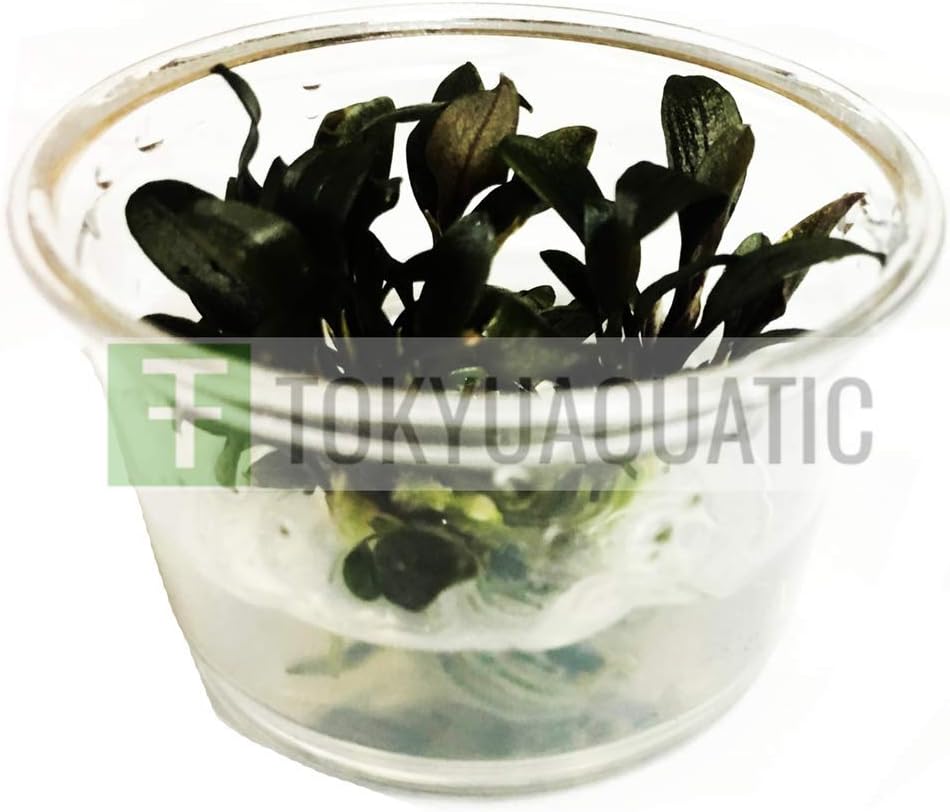Plant Petite Nano Tank Rare Bucephalandra Red Mini Cup Freshwater Live Aquarium