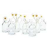 Chive - Loft, Set of 10 Clear Tall Bottle