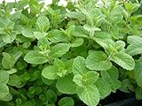 Wrigley's Spearmint Live Plant