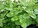 Wrigley's Spearmint Live Plant