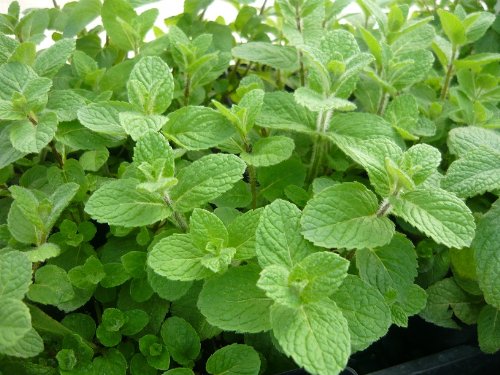 Wrigley's Spearmint Live Plant Wrigley's Spearmint Live Plant