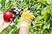 SHINE HAI Professional Hand Pruner Bypass Pruning Shears with Safety Lock, Tree Trimmers Secateurs, Garden Shears, Clippers for the Garden
