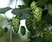 Willamette Beer Hops Vine - Humulus - Grow your own Beer - 2.5