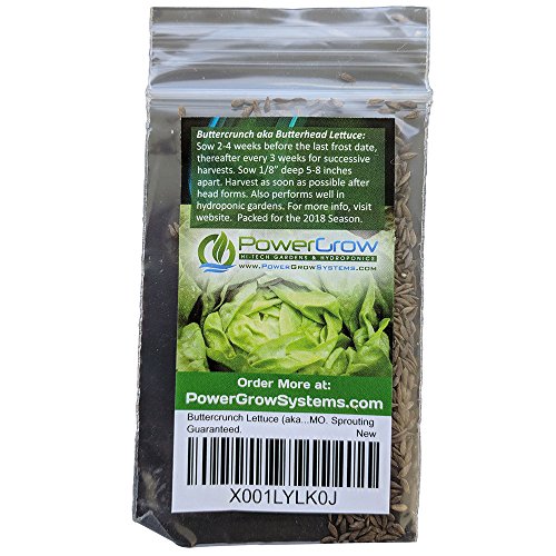Buttercrunch Lettuce (aka Butter Head Lettuce) 1000+ Seeds. Certified Organic Non-GMO. Sprouting Guaranteed.