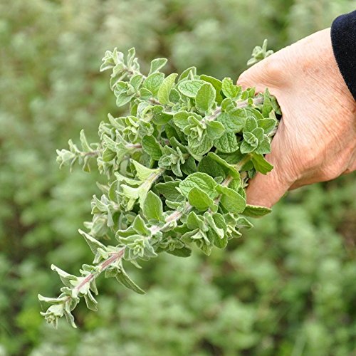 Oregano, Wild Zaatar (Origanum syriacum) 20 Rare Heirloom Herb Seeds in