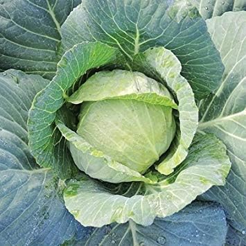 FIOLTY Seeds Package: Germination Seeds PLATFIRM-1/2 Gram Seeds of Charmant Cabbage