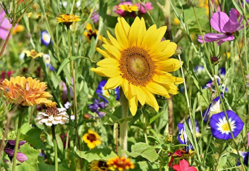 500gr. Blumengarten Bienenweide, Blühmischung, Blumenmischung, Blumenwiese, für bis zu 500m² von Blühking® – Bild 3