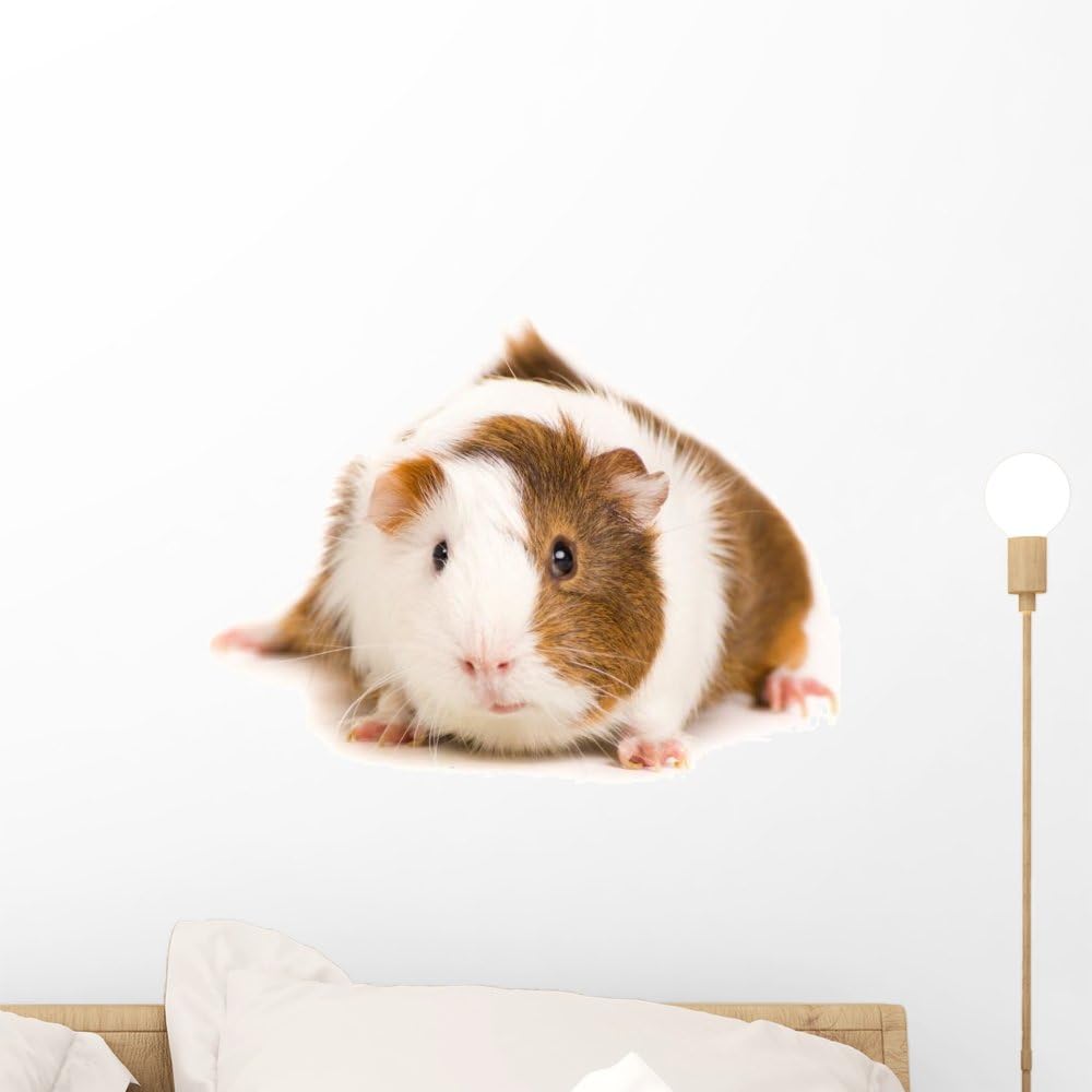 guinea pig wall stickers
