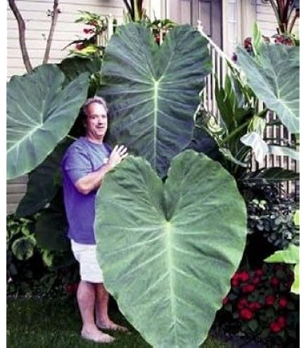 Amazon.com : Live Bulbs Colocasia gigantea Thailand Giant Thai Giant  Elephant Ear Huge Leaf (3 Bulbs) : Patio, Lawn & Garden