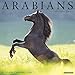 Arabians 2019 Wall Calendar by