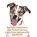 Calming Soft Chews for Dogs by I RUFF YOU - Natural Anxiety and Stress Aid Dog Treats For Relaxation, Made In USA with Organic and Natural Ingredients - Great for Storms, Barking and Health - 90 Count