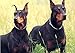 SGODA Chain Dog Training Choke Collar, 24 in, 3.5 mm