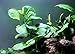 Anubias Barteri Coin Leaves Live Aquarium Plants Freshwater Rhizome 3 Days Live Guaranteed by Mainam