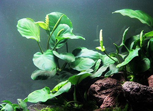 Mainam Anubias Barteri Coin Leaves Live Aquarium Plants Freshwater Rhizome 3 Days Live Guaranteed - Thumbnail 3