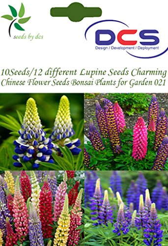 DCS Lupine Chinese Bonsai Flower Seeds (White)
