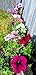 Delectable Garden 5 Pocket Waterproof Hanging Vertical Horizontal Indoor/Outdoor Wall Planter, Herb Garden, Flower Garden, for Yard, Kitchen, Home Decor
