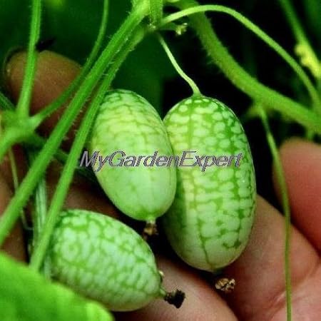 Heiße verkaufen20pcs / lot Bonsai Mini-Wassermelone Pepquino Samen Fruchtsamen-DIY Hausgarten