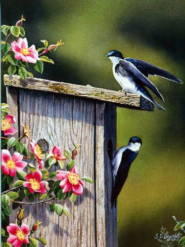 Susan Bourdet's Songbirds - Blank Card Set by Leanin' Tree (AST90634) - 20 cards with full-color interiors and 22 designed envelopes - Thumbnail 7