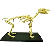 INTBUYING PVC Canine Skeleton Bone Model 19.3"x7.9"x13.8" Standard Size Medical Anatomical Canine Dog Skeleton Model Display Lab Teach Veterinary Animals Animal Anatomical Model