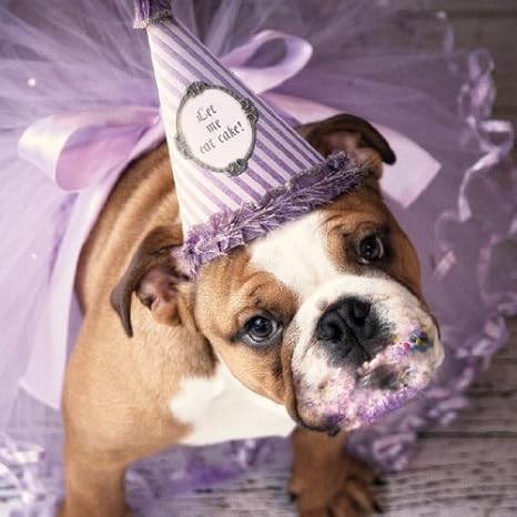 Otter House Bulldog Inglese Let Me Eat Cake Auguri Di Compleanno Amazon It Casa E Cucina