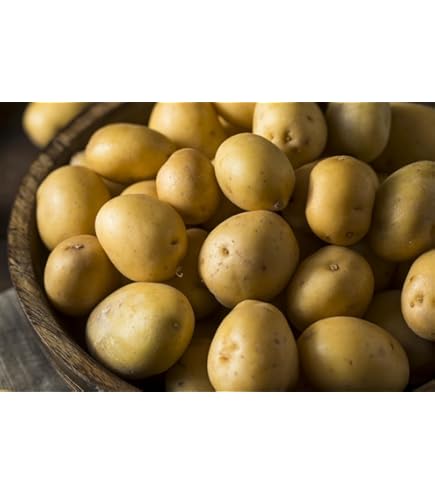 Yukon Gold Casino rewards