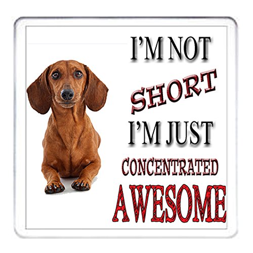 DACHSHUND COASTER mug mat drinks drip mat table protector. I'm Not Short I'm Concentrated Awesome. To match the SAUSAGE DOG ceramic mug. 10cm x 10cm acrylic.