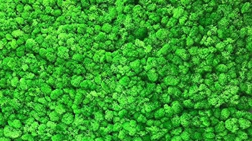 Global footprint Architectural DIY Preserved Stabilized Reindeer Real Moss Panels Tiles Green Wall