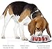 Personalized Dog Bowl –Customizable Pet Name 3D Print Design 32 Oz Stainless Steel Bowls With Anti-Skid Rubber Base for Food or Water Perfect Dish for Dog Puppy Cat and Kitten