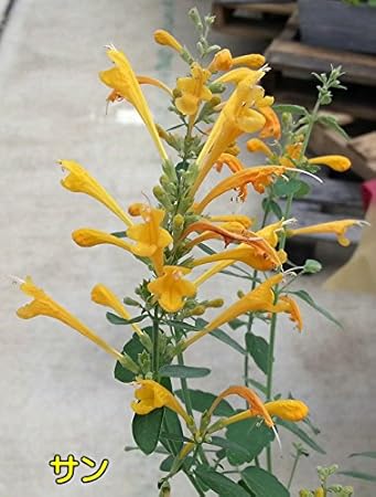 Amazon Co Jp 清々しい香り アガスターシェ アリゾナシリーズ 1株 サン イエロー 耐寒性多年草 宿根草 花苗 ガーデニング 寄せ植えなどに ホーム キッチン