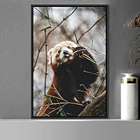 Framed Canvas Wall Art Red Panda Animals Expressive Koala Living Room Multicolor Photography Tropical - 16x24 inches