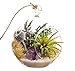 Bliss Gardens Air Plant Terrarium with Purple Amethyst Crystal - 4