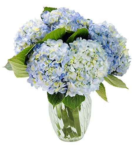 KaBloom Summer Beauty: 6 Blue Hydrangeas with Vase - Thumbnail 5