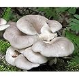 Root Mushroom Farm--Mushroom Liquid Cultures/Branched Oyster(Pleurotus cornucopiae)