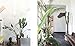 Greenterior: Plant Loving Creatives and Their Homes