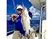 Penn PURII8000102H PURSUIT II Fishing Rod and Spinning Reel COMBO, 8000 - 10' Heavy