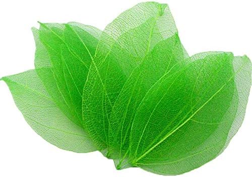 Cakewalkers 36pcs Approx 6.53cm Multicolor Natural Skeleton for for D05600911 Leaves Choose DIY
