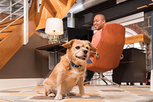 PetSafe 100 Yard Remote Trainer - Image 3