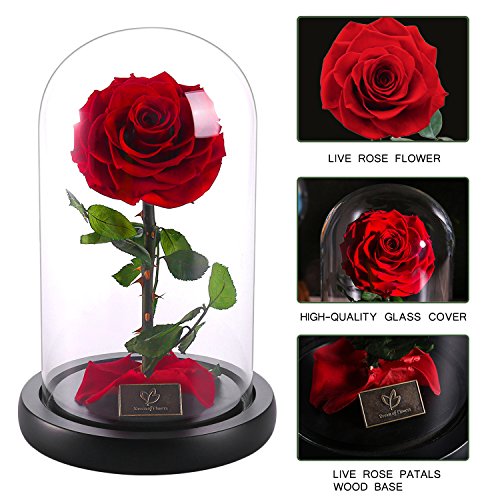 Galaxy Rose Flower Beauty and The Beast Rose Red Rose Infinite Rose