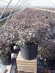Rhododendron X 'Midnight