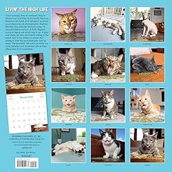 Cats on Catnip Wall Calendar 2024: A Year of Cats