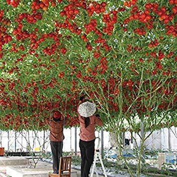 Amazon Co Jp ブラックplat会社 Seeds家宝巨大なトマトの木0個の種子健康的なおいしい栄養価の高い食用の果実 ホーム キッチン