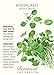 Watercress Seeds - 250 mg - Perennial Herb
