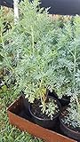 Ruda Plant Common Rue Ruta graveolens Herb of Grace